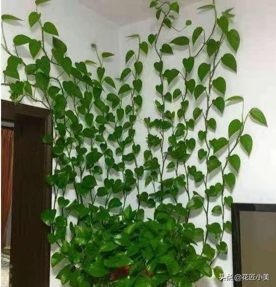 旺宅爬藤植物