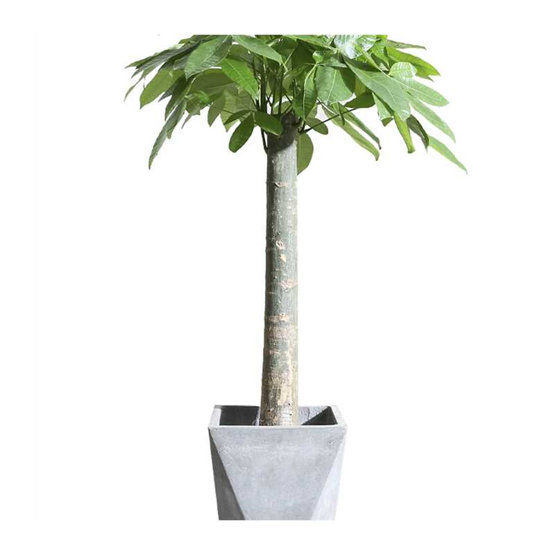 科普展现:旺宅旺财植物（旺宅旺财植物花卉）
