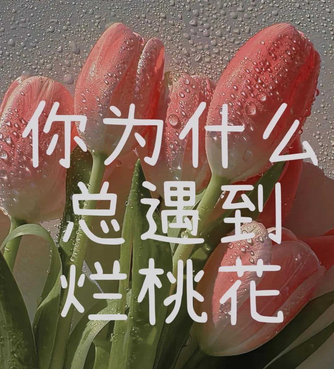 风水斩断烂桃花