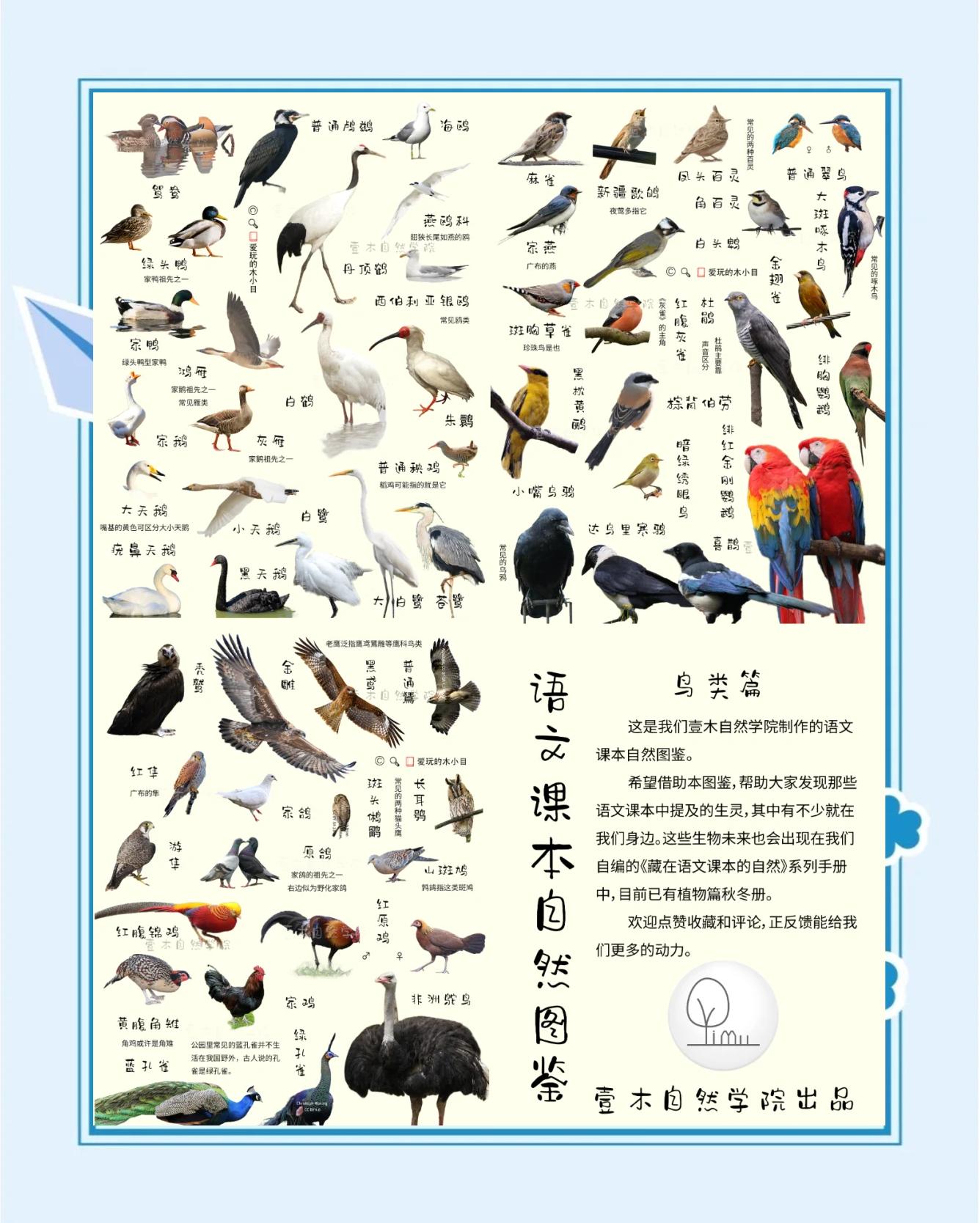 科普展现:鸟类名称大全（常见鸟类名称大全）