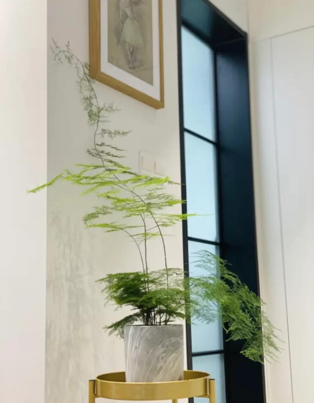 办公桌风水植物