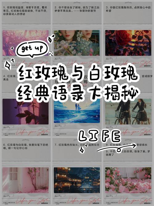 红玫瑰白玫瑰经典语录,红玫瑰白玫瑰经典语录 却看 白的星光