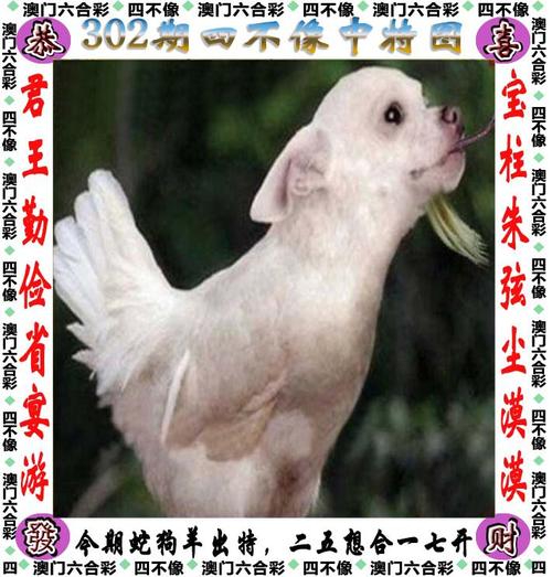 四九图库香港到澳门,四九图库香港到澳门app下载-四九图库下载并安装